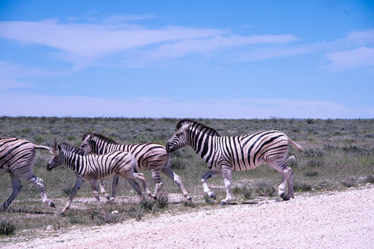 A herd of zebras roams the open plains of Etosha National Park, their striking black-and-white patterns standing out against Namibia's sunlit savanna and vast salt-pan landscape.
