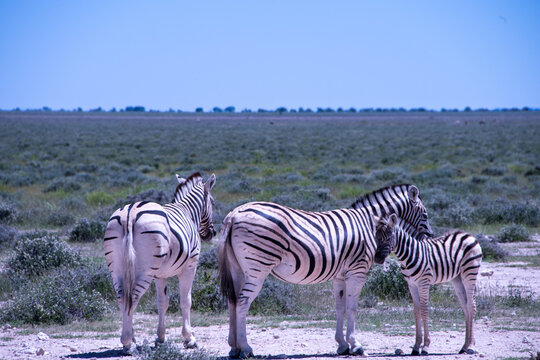 A herd of zebras roams the open plains of Etosha National Park, their striking black-and-white patterns standing out against Namibia's sunlit savanna and vast salt-pan landscape.