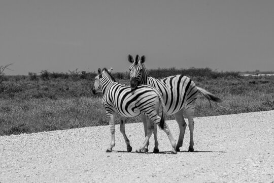A herd of zebras roams the open plains of Etosha National Park, their striking black-and-white patterns standing out against Namibia's sunlit savanna and vast salt-pan landscape.