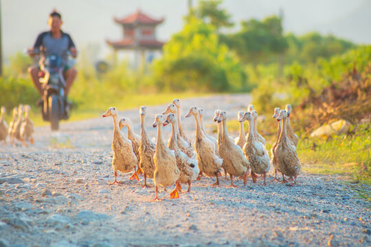 A flock of geese walks along a rural road at sunset. Ninh Binh Province, Vietnam.