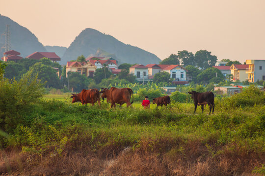 Picturesque karst landscape near Tam Coc village at sunset. Ninh Binh, Vietnam.