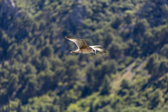 Hawk soaring with wings outstretched above evergreen forest hillside in bright daylight, bird of prey in midair against softly blurred tree canopy
