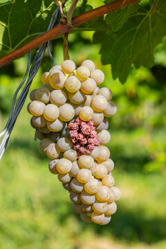 Grapes infested with rot and mold