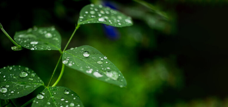 Close up water droplets on a green leaf and blur green nature background