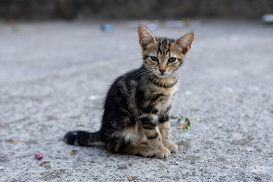 Small tabby kitten sitting on rough concrete outdoors, looking toward camera with alert expression, upright ears and mottled brown and black striped fur