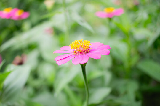 Close up yellow pollen of purple Zinnia flower and blur green nature background