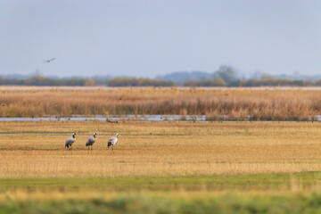 Obraz premium Flock of birds, Common Crane, migration in Hortobagy National Park, UNESCO World Heritage Site, Puszta is one of largest meadow and steppe ecosystems in Europe, Hungary