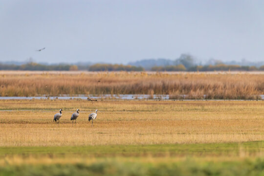 Flock of birds, Common Crane, migration in Hortobagy National Park, UNESCO World Heritage Site, Puszta is one of largest meadow and steppe ecosystems in Europe, Hungary