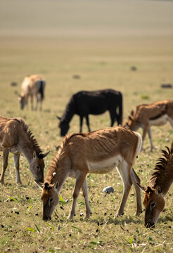 Wildlife conservation and biodiversity, herd of saiga antelopes grazing in the wild steppe landscape with a dark horse in the background