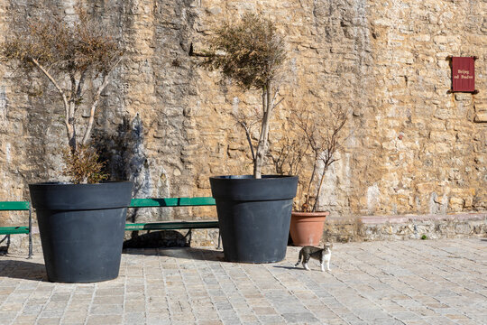 Sunlit courtyard scene with large potted olive trees, small terracotta pot, and green bench shadow on textured stone wall beside cobblestone pavement and rustic beige stonework