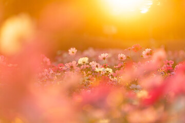 Fototapeta premium 黄昏秋桜
