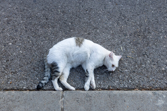 Sleeping white and gray tabby cat stretched on rough asphalt beside concrete curb in bright daylight along urban residential street