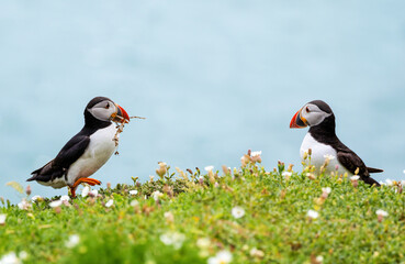 Fototapeta premium Atlantic puffin with flower stem in beak, bringing nesting material to its partner seabird who is waiting at nest. Aqua blue sea in background. Saltee Islands, Wexford, Ireland