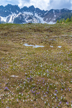 early spring blooming meadow with crocus in Alps, Italy