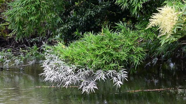 水面近くをゆらぐ木の枝と葉