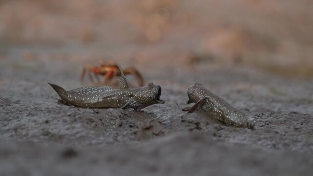 Two Mudskippers Displaying Territorial Behavior on Mudflat