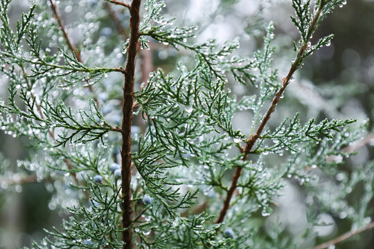 Dew-Covered Evergreen Pine Tree Branches with Water Droplets in the Morning