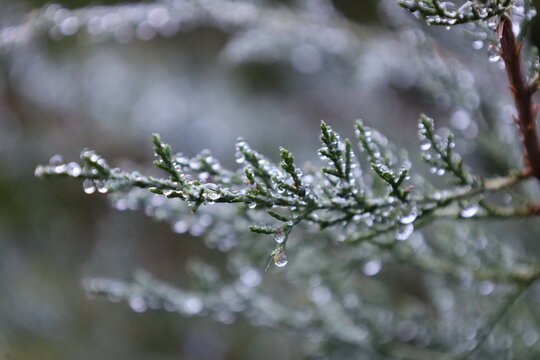 Dew-Covered Evergreen Pine Tree Branches with Water Droplets in the Morning