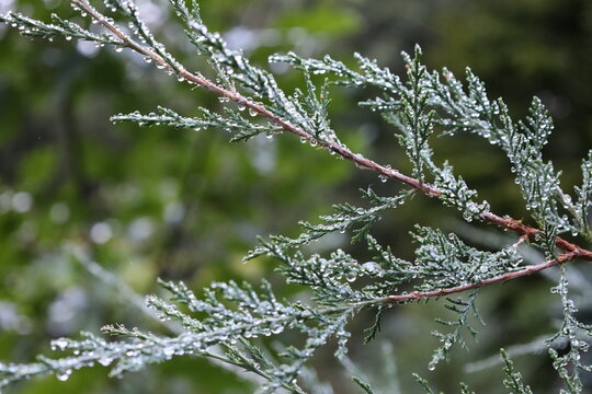 Dew-Covered Evergreen Pine Tree Branches with Water Droplets in the Morning