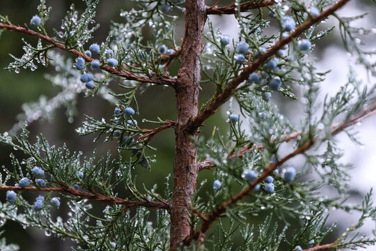Dew-Covered Evergreen Pine Tree Branches with Water Droplets in the Morning