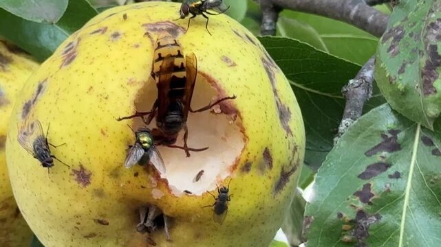 A wasp and flies are devouring a pear fruit.