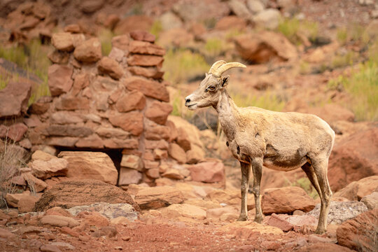 mountain goat on a rock