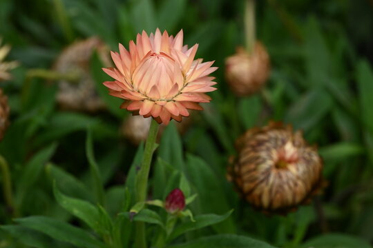 red and yellow Xerochrysum strawflower