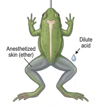 Educational diagram showing the experimental demonstration of the spinal reflex arc components in frogs
