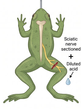 Educational diagram showing the experimental demonstration of the spinal reflex arc components in frogs