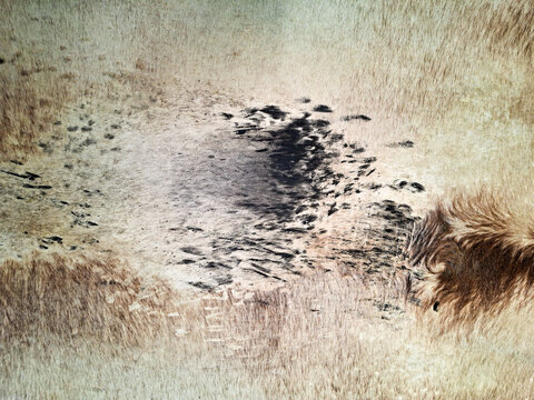 Full frame close up of natural cowhide fur leather texture on traditional bedug drum membrane. Rustic animal hide pattern backdrop mockup for design.