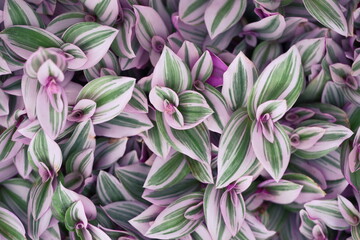 Fototapeta premium purple Tradescantia inchplant leaves