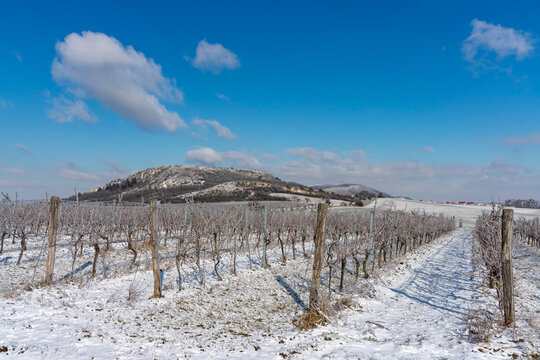 Winter vineyard near Mikulov, Palava region, Southern Moravia, Czech Republic