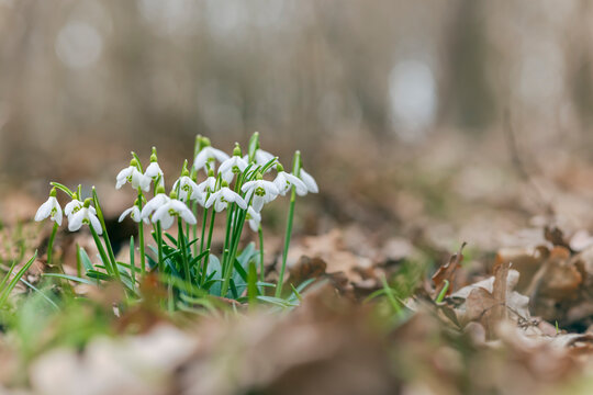 Snowdrops, Podyji, Southern Moravia, Czech Republic