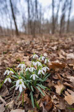 Snowdrops, Podyji, Southern Moravia, Czech Republic