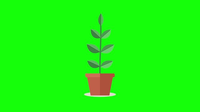 Animated flat design plants growing in pots on a green screen
