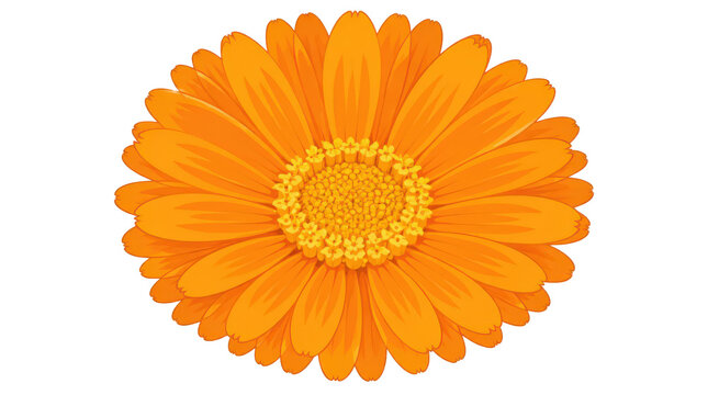 Marigold Flower Orange Calendula Botanical Illustration Isolated