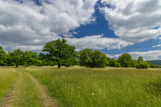 National nature reservation Vojsicke louky near Lucina,  White Carpathians, Czech Republic