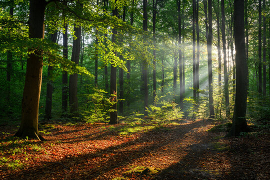 Sunny morning in the forest