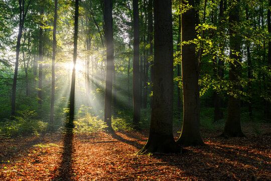 Sunny morning in the forest