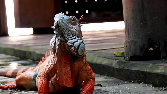 A video of an orange iguana active at a zoo in Lombok, Indonesia, on a bright morning