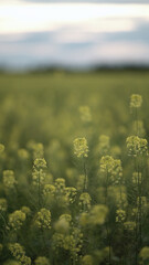 Obraz premium Yellow rapeseed flowers covering a green field under soft cloudy evening light, calm rural agricultural landscape.