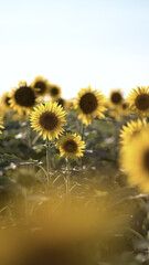Obraz premium Vast field of blooming sunflowers under bright summer sky with golden petals and green foliage.