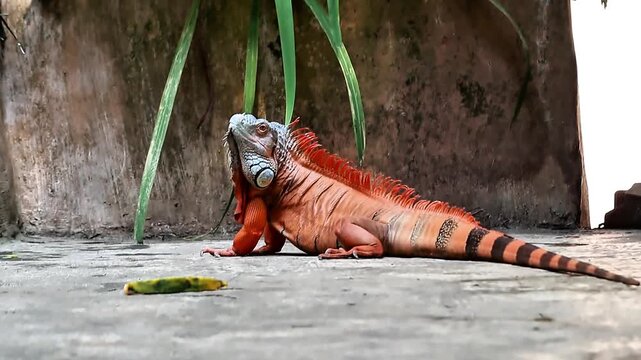 A video of an orange iguana active at a zoo in Lombok, Indonesia, on a bright morning