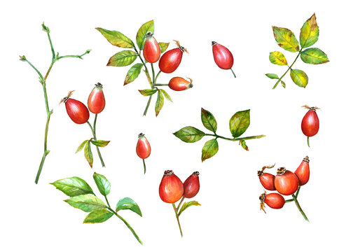 wild rose watercolour illustration set on white background, leaves, branches and berries of dog rose