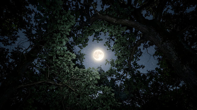 Moonlight Illuminating Forest Canopy at Night.