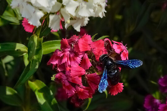 Violet carpenter bee (Xylocopa violacea) with iridescent blue wings on pink carnations.