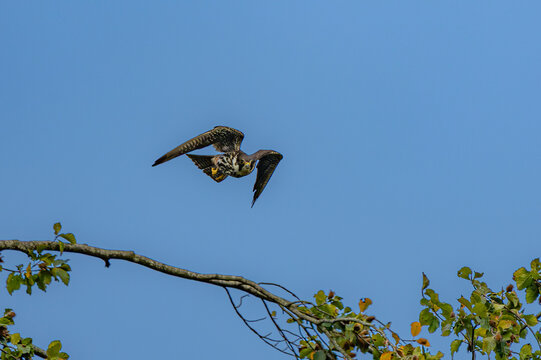 Eurasian hobby falcon maneuvering in dynamic flight against blue sky