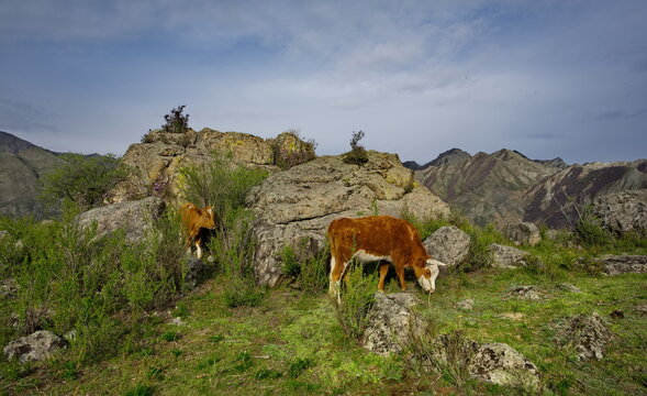 Russia. Western Siberia, the Altai Mountains. Cows that have strayed from the herd are wandering across the green pasture among huge rock fragments not far from the village of Inya.