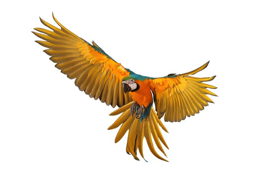 Beautiful Blue and Gold Macaw your wings and fly isolated on transparent background png file	