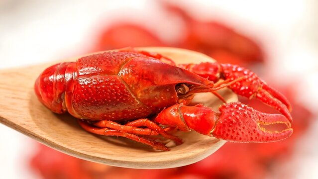 Cooked Red Crayfish on Wooden Spoon